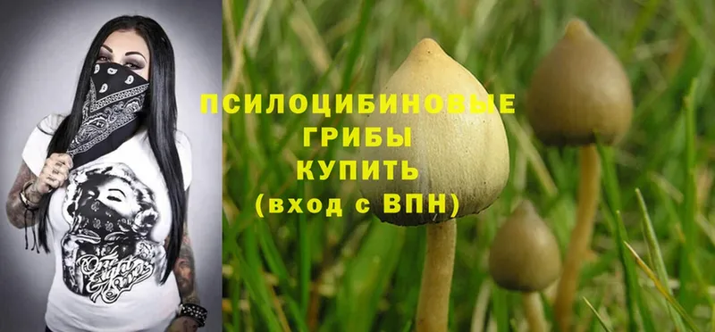 Галлюциногенные грибы Psilocybe  darknet Telegram  Мосальск 